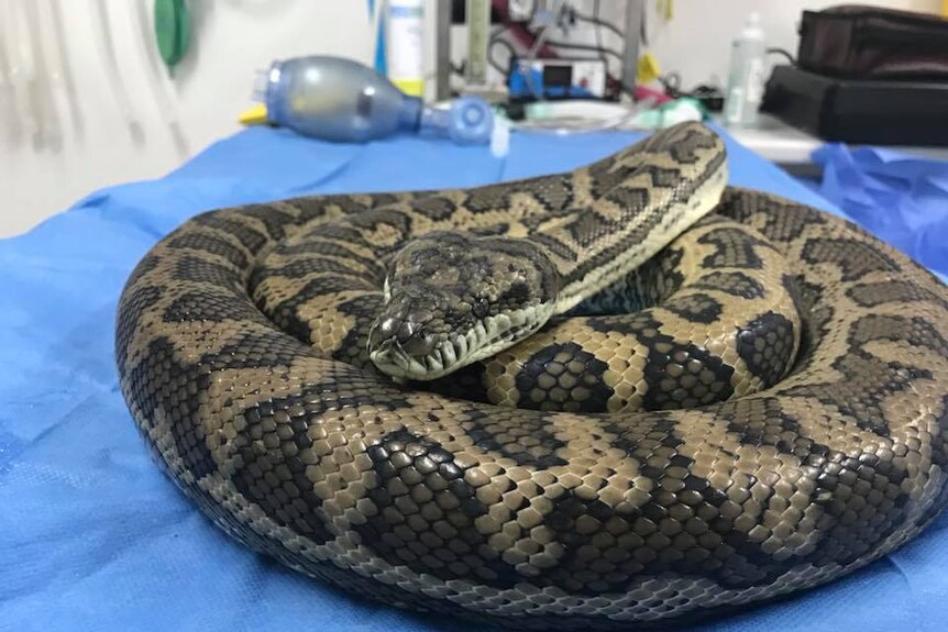 A Coastal Carpet Python recovering in surgery after having a slipper removed from its stomach.