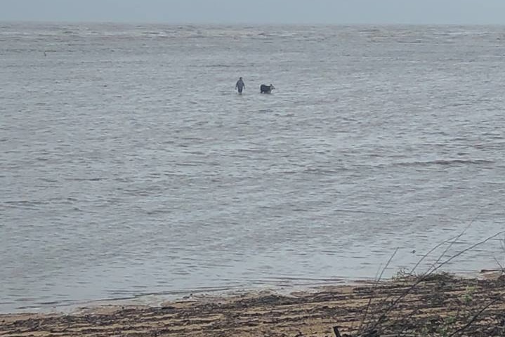 A person walks a cow back to the shore.