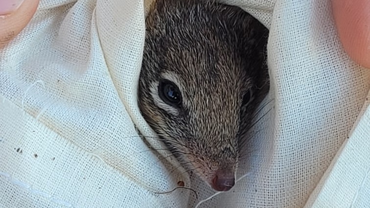 A small marsupial in white cloth.