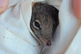 A small marsupial in white cloth.