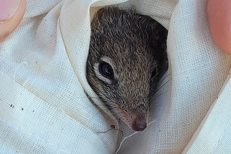 A small marsupial in white cloth.