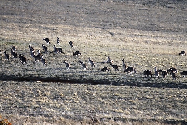 Kangaroos in plague proportions