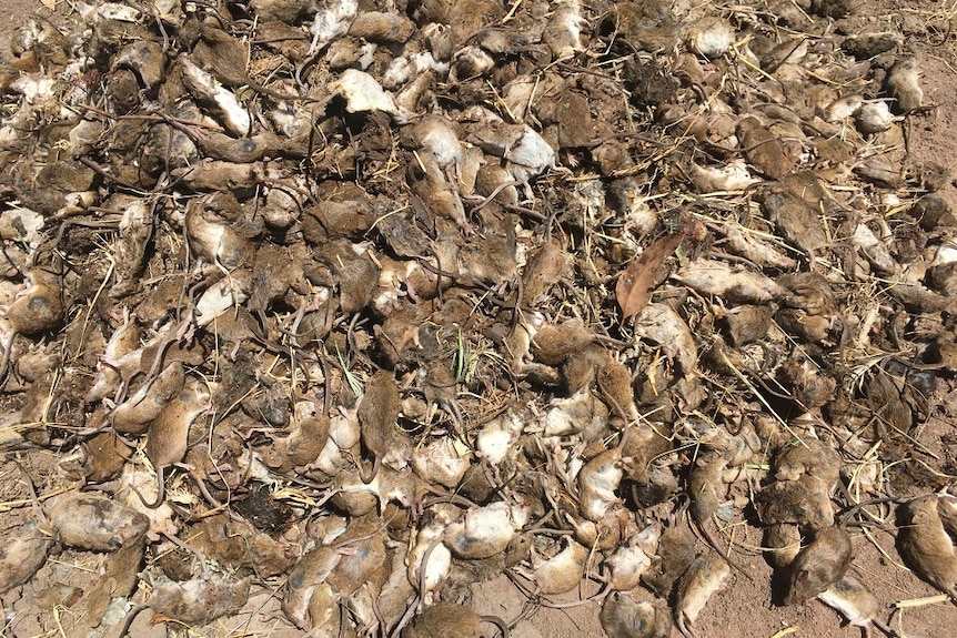 Dead mice lying on the ground in a large pile.