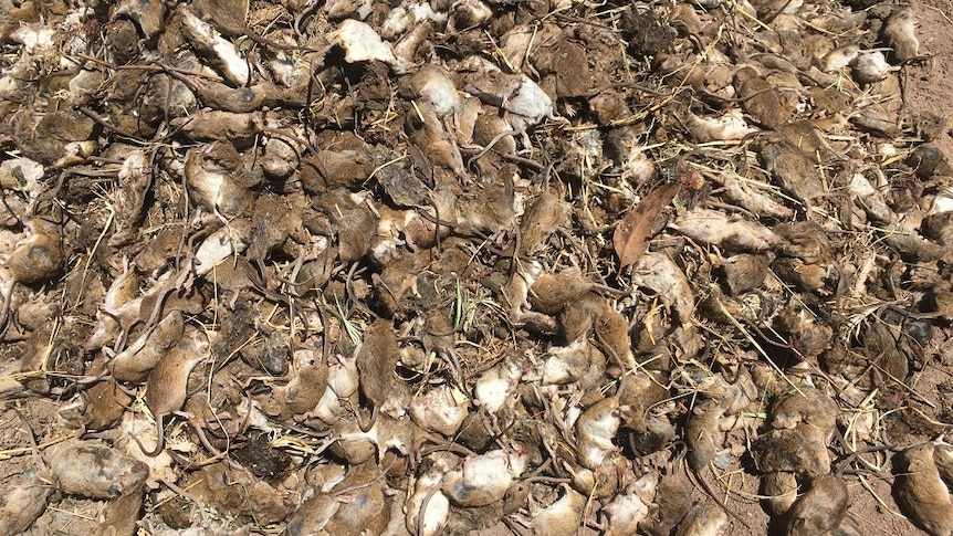 Scores of dead mice lying on the ground.