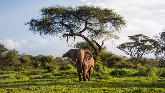 An elephant looks at the camera with the African savanna behind