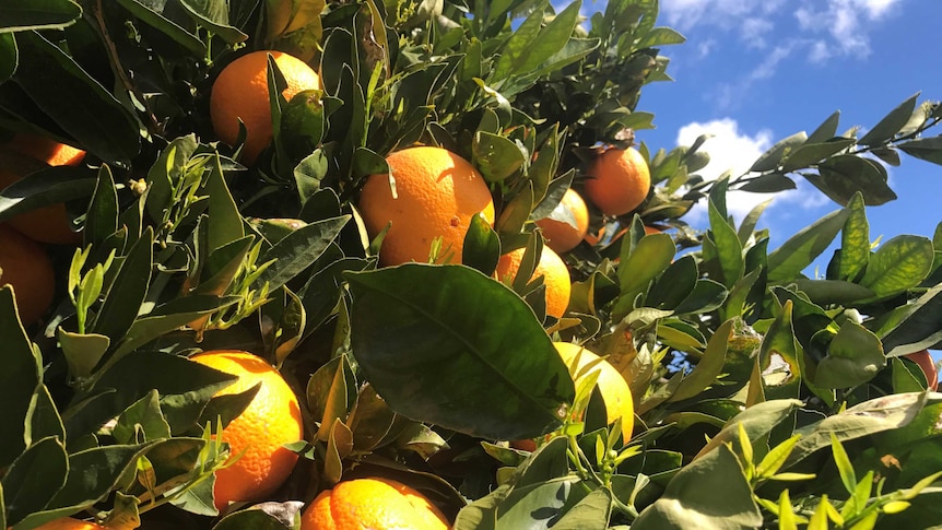 Australian citrus tree bears oranges