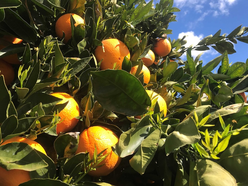 Australian citrus tree bears oranges