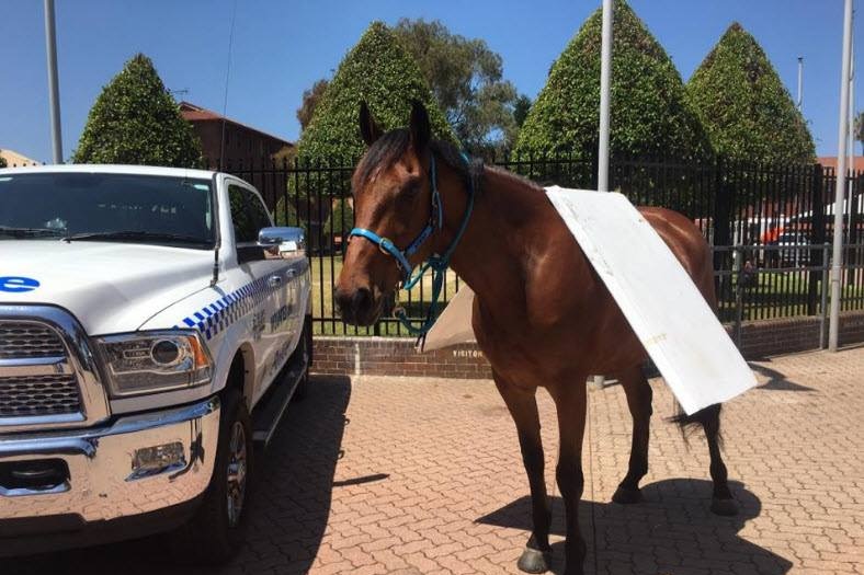 A horse with cardboard pieces on its back.