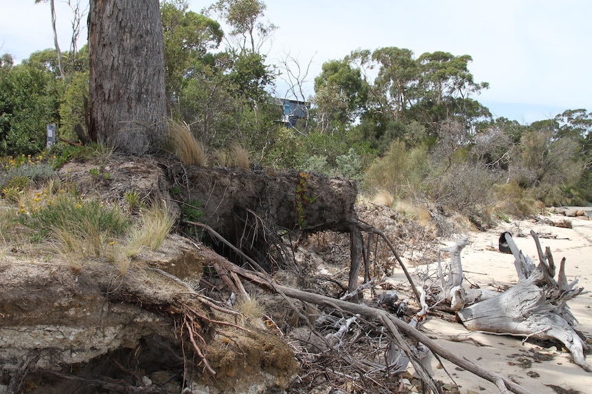 a photo of a coastal band where the cliff has washed away, there are bare tree roots