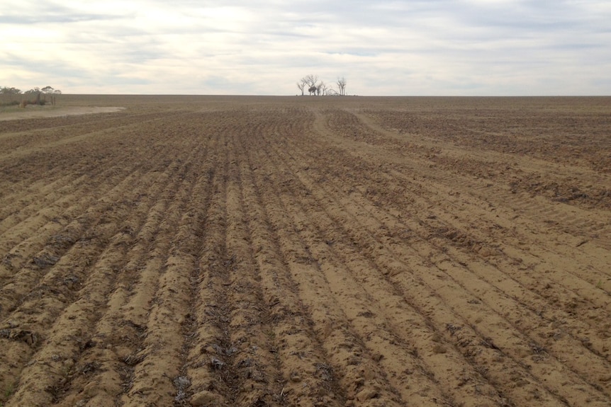 A seeded wheat field in Tammin that has not germinated due to low rainfall.