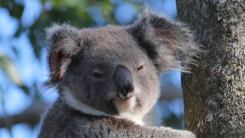 Koala in tree with red tag in left ear
