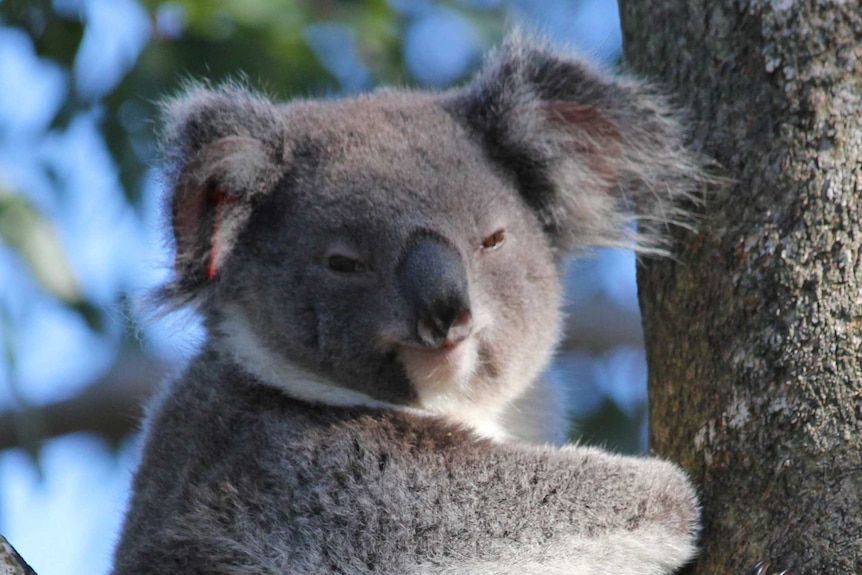 Koala in tree with red tag in left ear