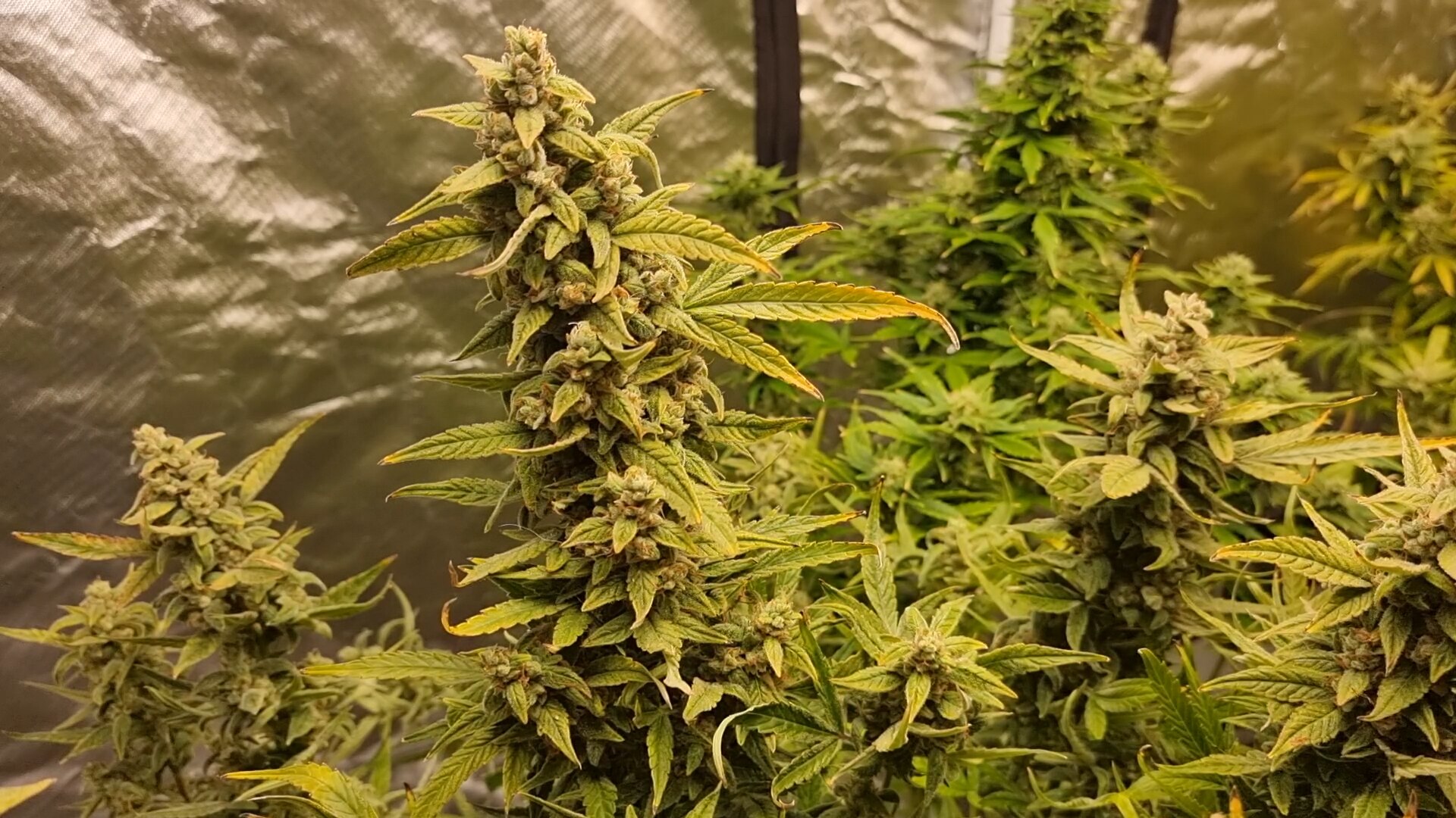 Hydroponic cannabis being grown in Canberra