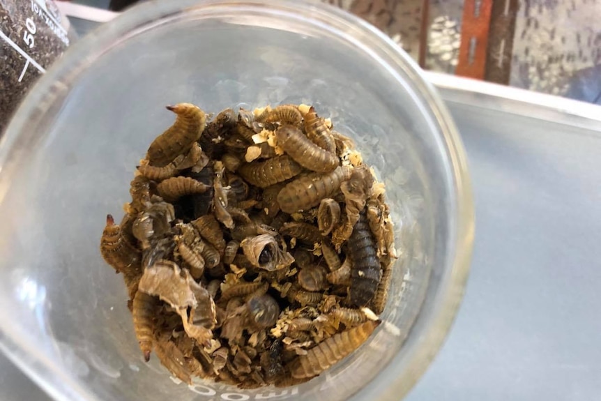 Image of a beaker full of large, wriggling black soldier fly larvae.