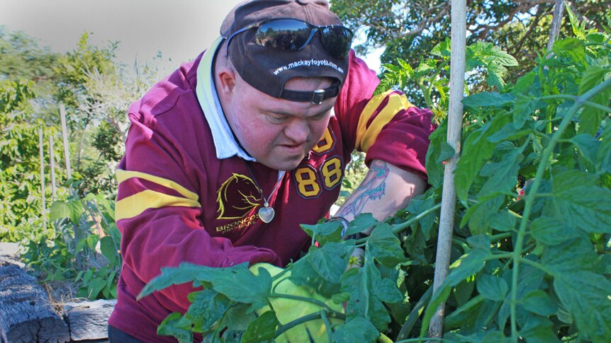 man looking at a tomato bush