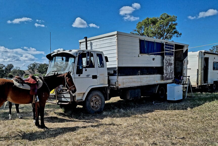 A horse truck and van in a paddock.