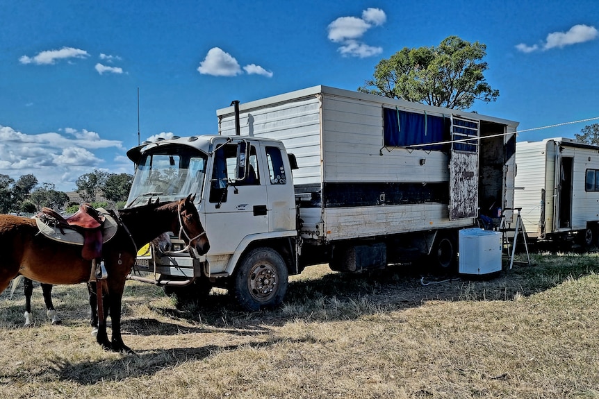 A horse truck and van in a paddock.