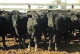Macintyre Station herd dispersal grossed $2.5 million