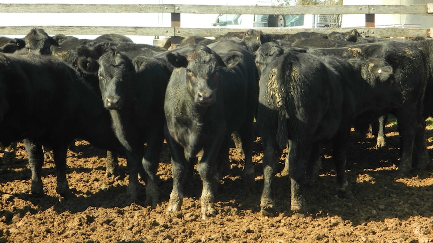 Macintyre Station herd dispersal grossed $2.5 million