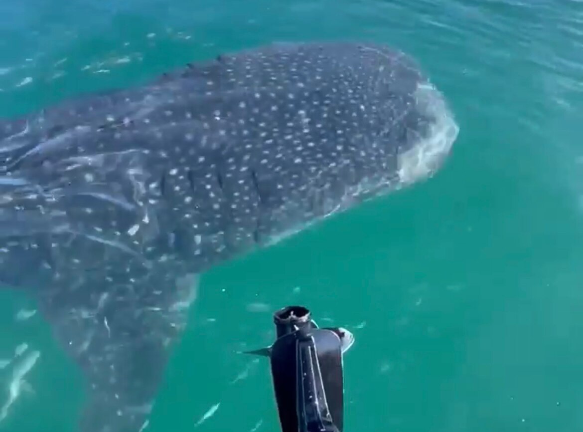 Whale shark swimming by back of a boat