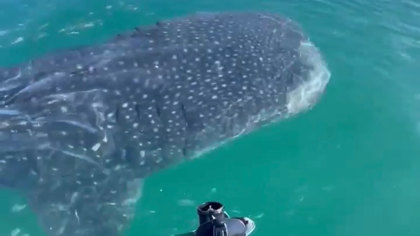 Whale shark swimming by back of a boat