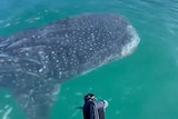 Whale shark swimming by back of a boat