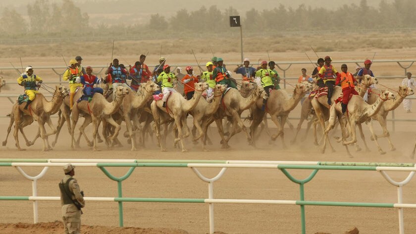 Dust flies as camels race on the outskirts of Riyadh, in Saudi Arabia