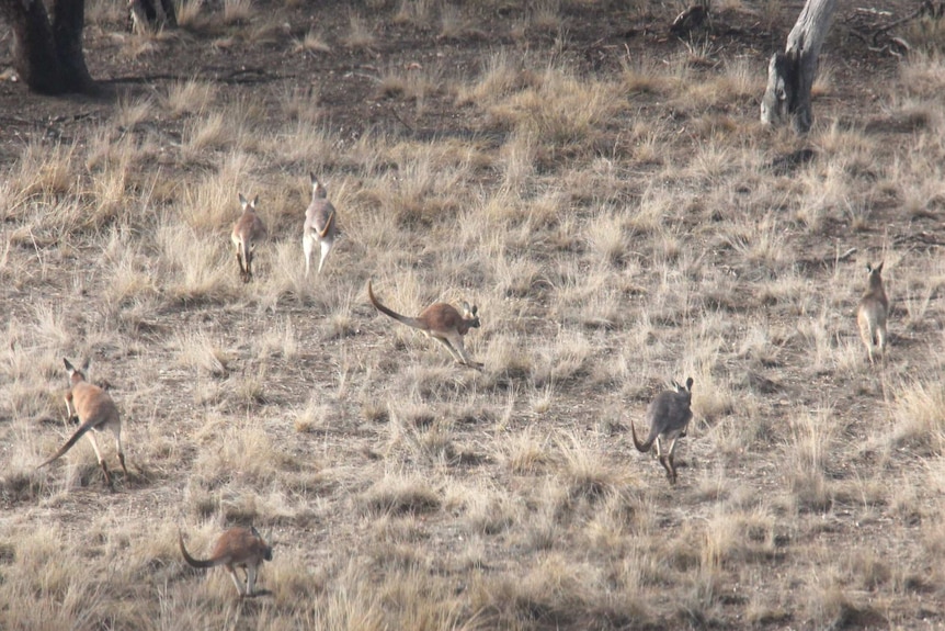 A group of kangaroos leap across the Bignells' Widgeegoara property