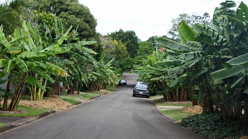 Banana trees line both sides of a suburban street.