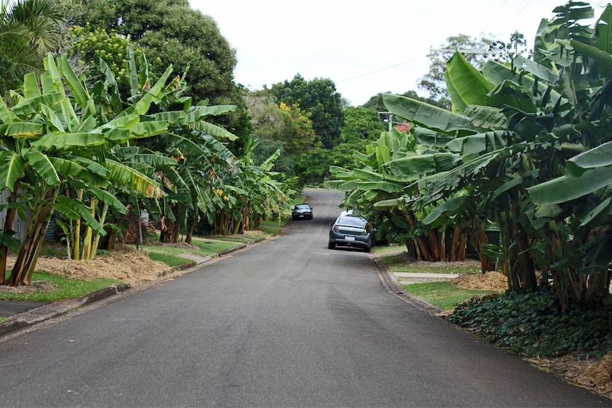 Last year 'Banana Boulevard' produced 900 kilograms of fruit for local residents.