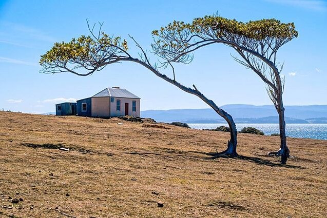 trees bend over an old cottage on Maria Island.