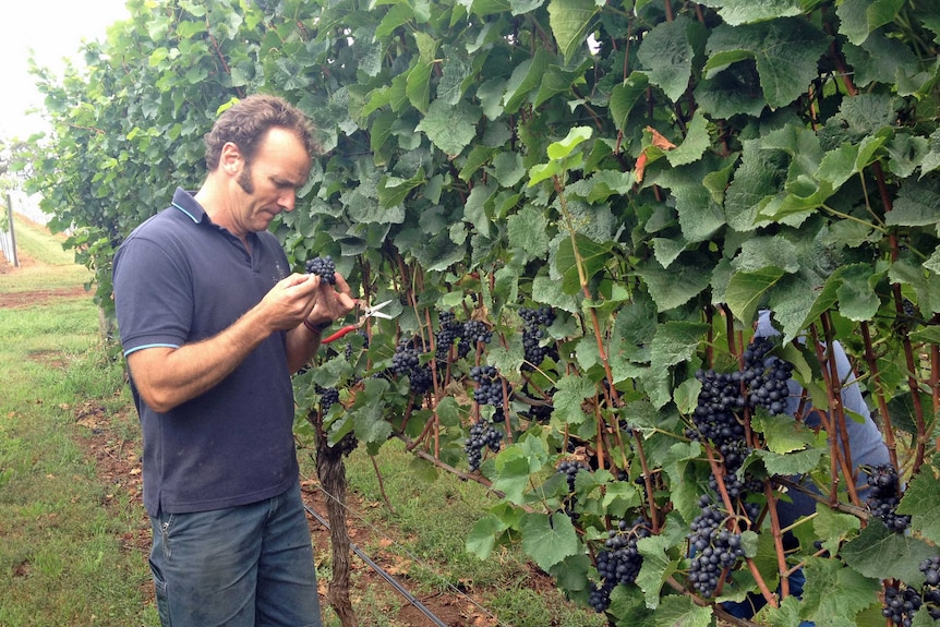 Peter Caldwell checks grapes at Dalrymple vineyard Tasmania