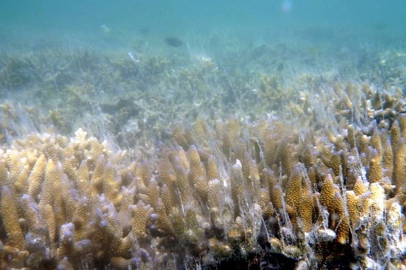 Mucus starting to leak from coral near Heron Island, which is a sign that the coral is starting to bleach