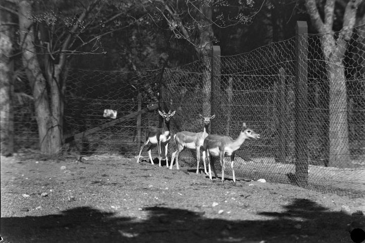 Black and white image - Three deer in Perth Zoo, 1929