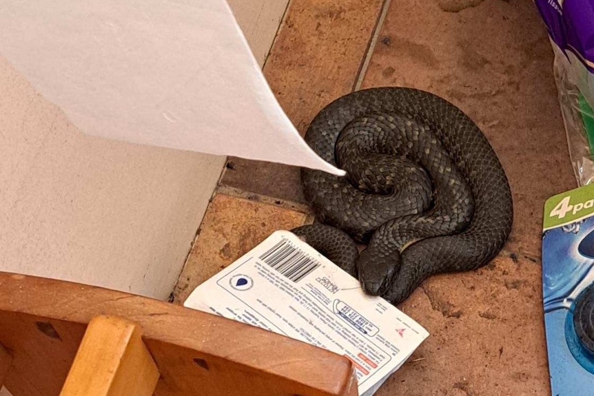Tiger snake on the floor of a toilet.