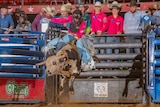 A young bull rider hangs on with one hand as the animal gets airborne in a ring surrounded by cowboy spectators.