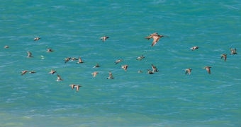 A flock of birds flying over the sea