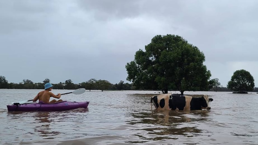 A man in a dinghy leads a cow through flooded water to safety