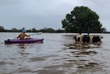 A man in a dinghy leads a cow through flooded water to safety