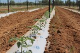 newly planted tomato seedlings in a row