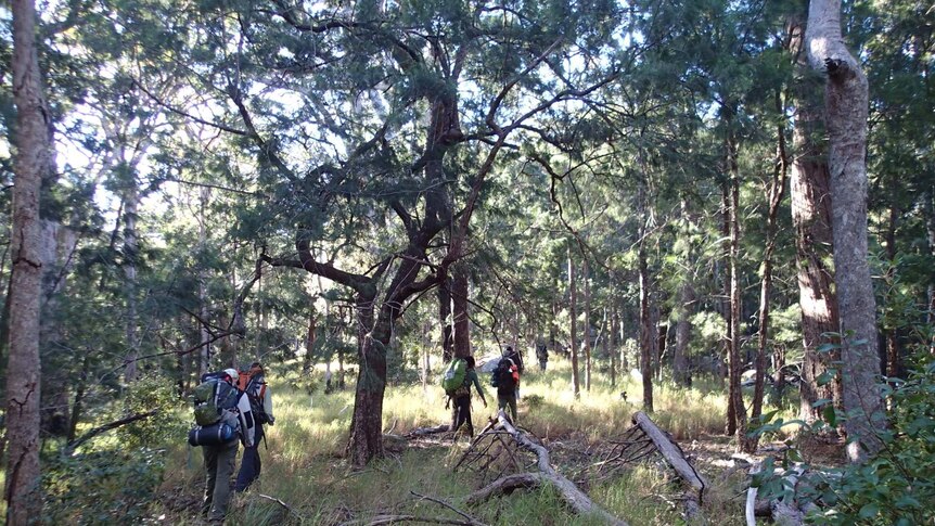 A group of people hike through dense bushland carrying large packs.