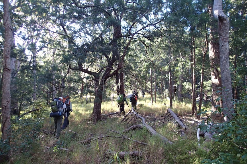 A group of people hike through dense bushland carrying large packs.