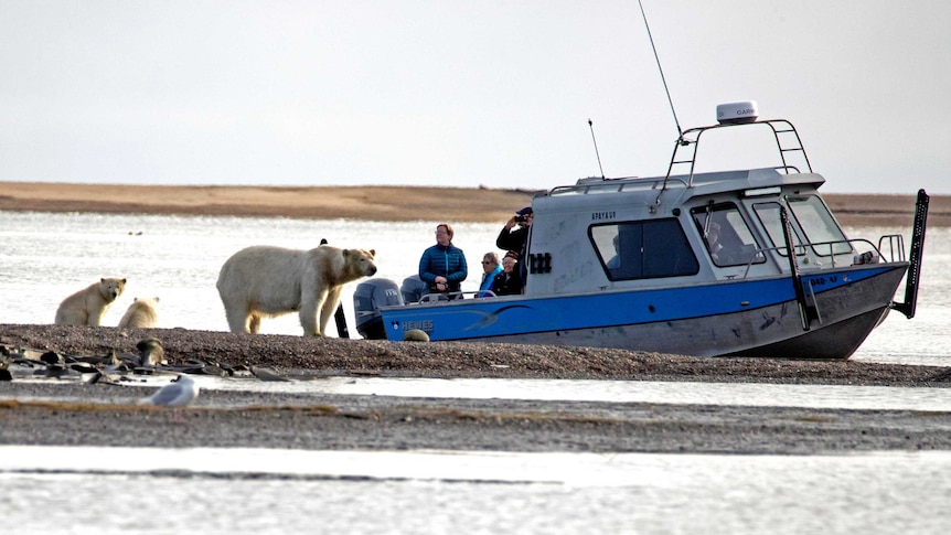 Tourists on a boat observe a polar bear and two cubs.