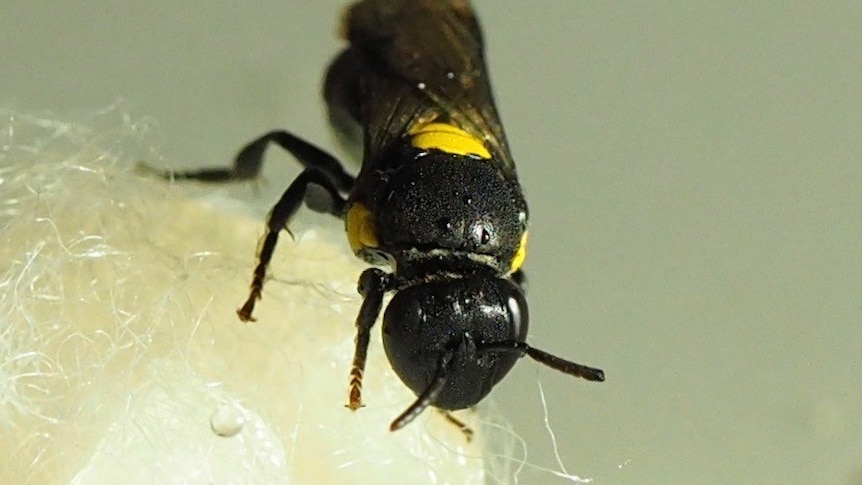 Native bee weaving a plastic like substance for its nest.