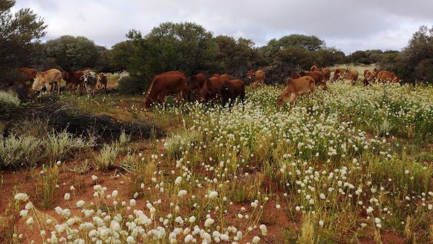 Cattle graze in flowering rangelands on Nallan Station.