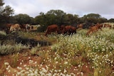 Cattle graze in flowering rangelands on Nallan Station.