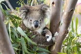 A koala with a bandaged paw sits in a tree amongst gum leaves.