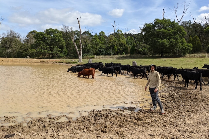 A researcher standing at a dam with cattle.