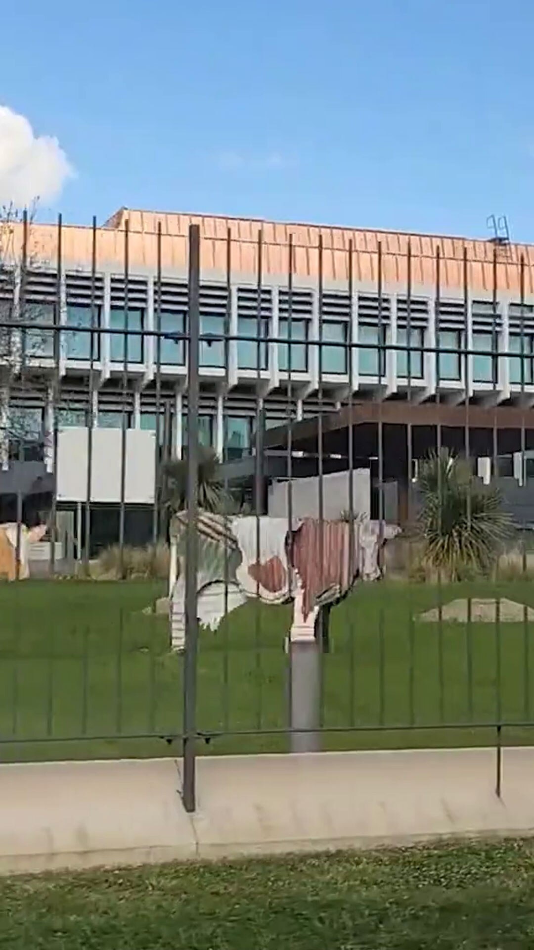 A modern building behind a steel fence with a bovine sculpture made out of corrugated iron sheets
