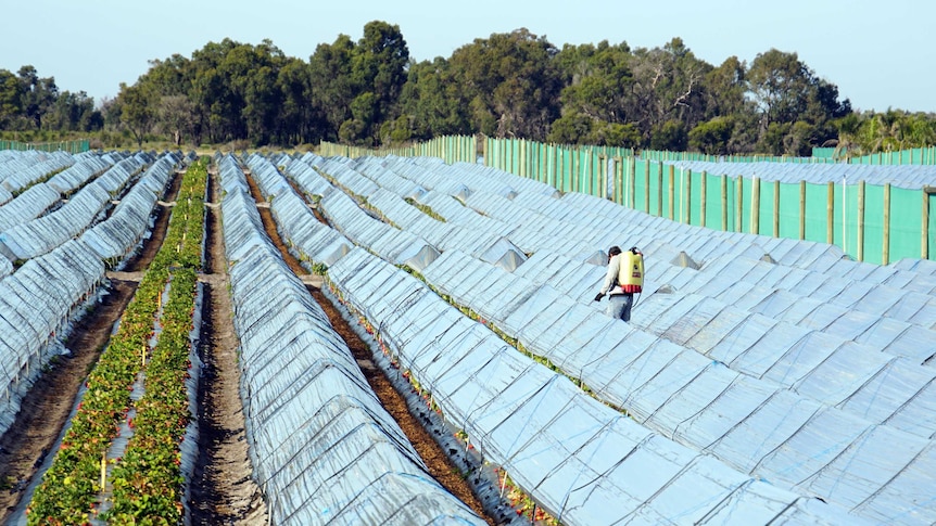 Ti Strawberry Farm